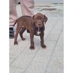 Cuccioli Pitbull con Pedigree - Foto n. 3