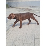 Cuccioli Pitbull con Pedigree - Foto n. 4