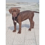 Cuccioli Pitbull con Pedigree - Foto n. 5