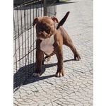 Cuccioli Pitbull con Pedigree - Foto n. 6