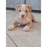 Cuccioli Pitbull con Pedigree - Foto n. 9