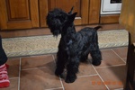 🐶 Schnauzer di 8 settimane (cucciolo) in vendita a Portico di Caserta (CE) e in tutta Italia da privato