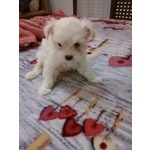 🐶 Maltese femmina di 4 mesi in vendita a Padova (PD) da privato