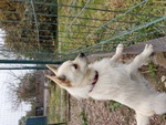 Gastone, Cucciolo Mignon, Aspetta una Famiglia - Foto n. 2