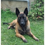 🐶 Pastore Belga maschio di 5 anni e 5 mesi in accoppiamento a Impruneta (FI) e in tutta Italia da privato