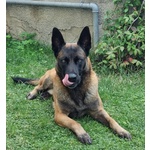 Pastore Belga Malinois da Monta ed Accoppiamento - Foto n. 3