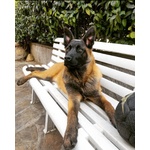 Pastore Belga Malinois da Monta ed Accoppiamento - Foto n. 6