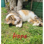 Hope Dolce Gattina 2 anni Cerca Casa