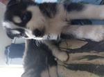 🐶 Husky maschio di 8 settimane (cucciolo) in vendita a Vignanello (VT) e in tutta Italia da privato