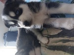 Vendo Cuccioli di Siberian Husky