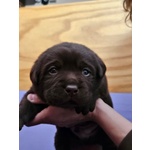 🐶 Labrador di 7 settimane (cucciolo) in vendita a Cesena (FC) e in tutta Italia da privato
