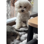 Bichon Frisé