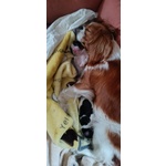 Cuccioli di Cavalier king Cercano Mamma e Papa' - Foto n. 4