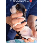 Cuccioli di Cavalier king Cercano Mamma e Papa' - Foto n. 6