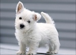 West Highland White Terrier Cuccioli con Pagamento Personalizzato