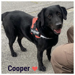 Cooper Stupendo Labrador 6 anni Cerca Casa