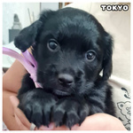 TOKYO dolce cucciolina cerca cacsa
