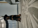 🐶 Rottweiler femmina di 3 mesi in vendita a Poggiardo (LE) da privato