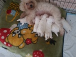 Cuccioli Maltese Toy - Foto n. 1