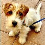 Cuccioli jack Russell Terrier - Foto n. 3