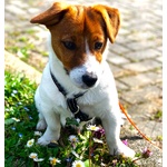 Cuccioli jack Russell Terrier - Foto n. 6