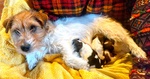 Cuccioli jack Russell Terrier - Foto n. 10