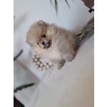 Spitz Tedesco nano Volpino di Pomerania Toy - Foto n. 2