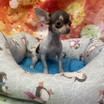 🐶 Chihuahua femmina di 4 mesi in vendita a Cervia (RA) e in tutta Italia da negozio