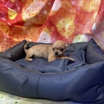 Cucciolo di Chihuahua merl Maschio - Foto n. 1