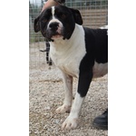 Chicco - mix Pit/amstaff Bianco e Nero, Giovane - Foto n. 10