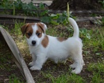 Jack Russell Terrier - Cuccioli Altamente Selezionati - Foto n. 1