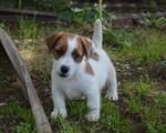 Jack Russell Terrier - Cuccioli Altamente Selezionati - Foto n. 2