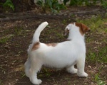 Jack Russell Terrier - Cuccioli Altamente Selezionati - Foto n. 3