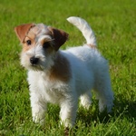 Jack Russell Terrier - Cuccioli Altamente Selezionati - Foto n. 7