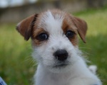 Jack Russell Terrier - Cuccioli Altamente Selezionati - Foto n. 8