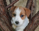 Jack Russell Terrier - Cuccioli Altamente Selezionati - Foto n. 9