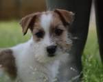 Jack Russell Terrier - Cuccioli Altamente Selezionati - Foto n. 10