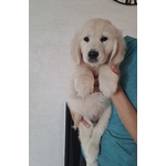 Cuccioli di Golden Retriver - Foto n. 3