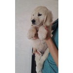 Cuccioli di Golden Retriver - Foto n. 4