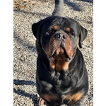 🐶 Rottweiler di 2 mesi in vendita a Suno (NO) e in tutta Italia da allevamento