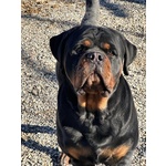 🐶 Rottweiler di 8 Settimane (cucciolo) in Vendita a suno (no) e in Tutta Italia da Allevamento