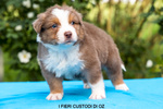 🐶 Australian Shepherd di 7 settimane (cucciolo) in vendita a Cento (FE) da privato