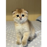 🐱 Scottish fold Femmina di 2 mesi in Vendita a Torino (to) e in Tutta Italia da Privato