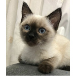 🐱 Siamese in Vendita a Milano (mi) e in Tutta Italia da Privato