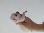 🐶 Chihuahua Maschio di 4 Settimane (cucciolo) in Vendita a san Colombano Certenoli (ge) da Privato