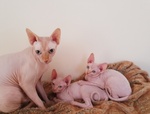 🐱 Sphynx Femmina in Vendita a Baldissero Torinese (to) da Allevamento