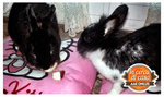 Lola & Ponzia - conigliette in adozione