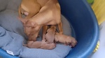 Meravigliosi Cuccioli di Cirneco Dell'etna con Pedigree Enci, Affetto ed Eleganza in un sol Colpo - Foto n. 3