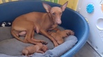 Meravigliosi Cuccioli di Cirneco Dell'etna con Pedigree Enci, Affetto ed Eleganza in un sol Colpo - Foto n. 4