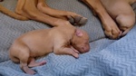 Meravigliosi Cuccioli di Cirneco Dell'etna con Pedigree Enci, Affetto ed Eleganza in un sol Colpo - Foto n. 5